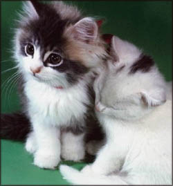 Cute Valentines ideas: Two cute black and white kittens.