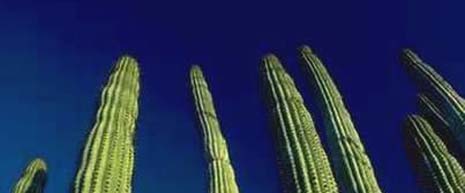 New Mexico nickname: The Cactus State - picture of cacti