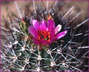 Inspiring words: Pink flower on cactus.