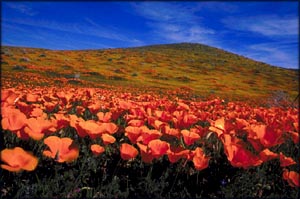 Big field of red poppies and blue sky.