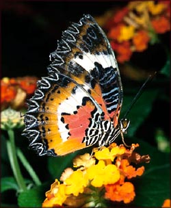 Orange butterfly on orange flower - catching a beautiful moment.