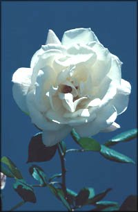 A single white rose in the morning light on a blue sky.