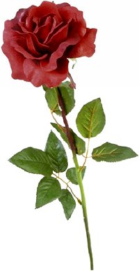 Picture of a red rose.